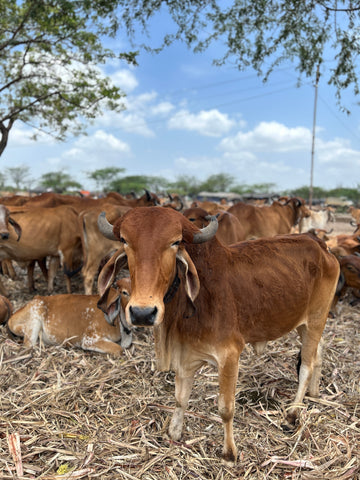 गौ माता
