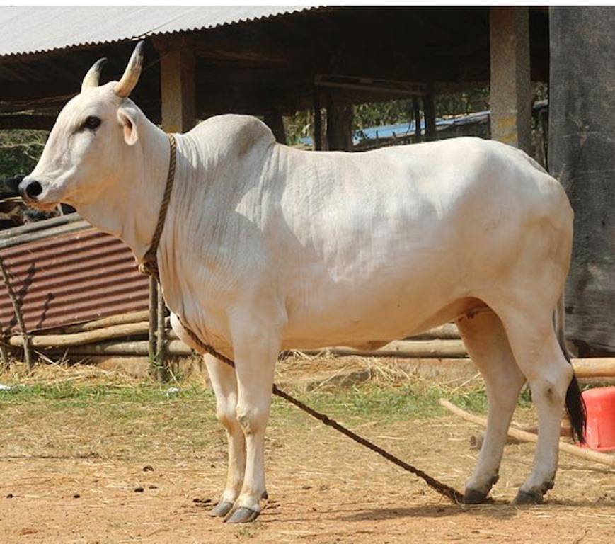गौ माता 2