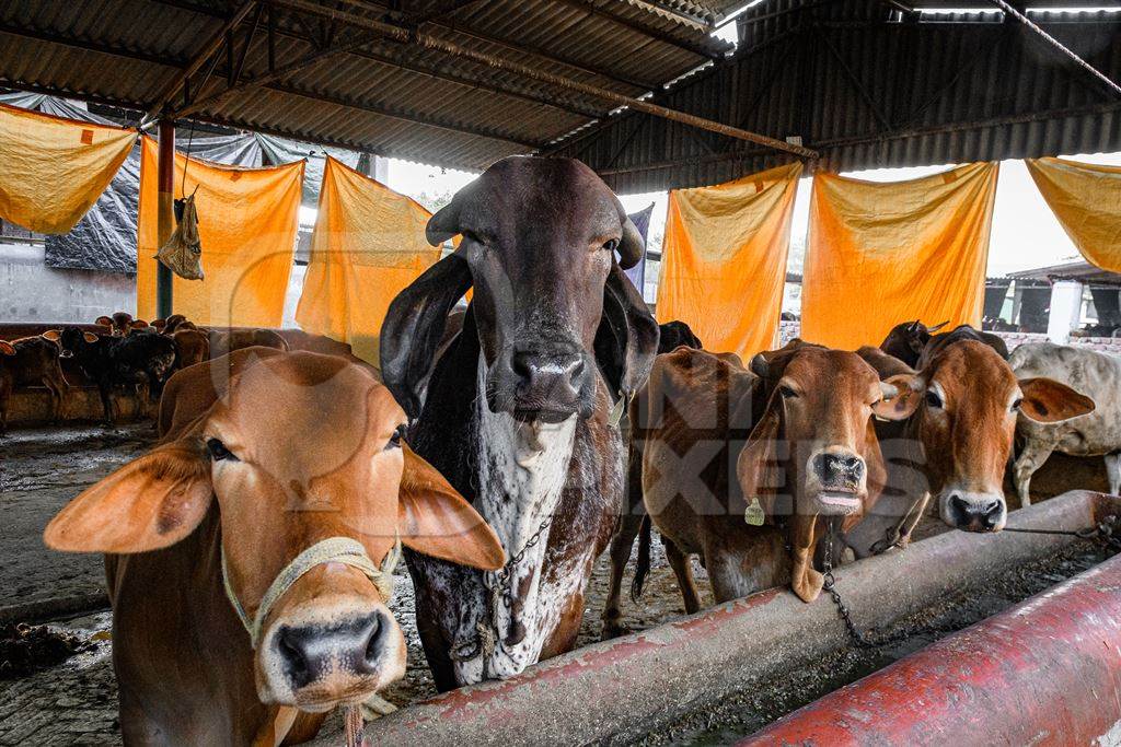 गौ माता 4