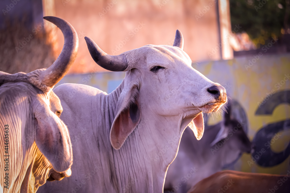 गौ माता 5