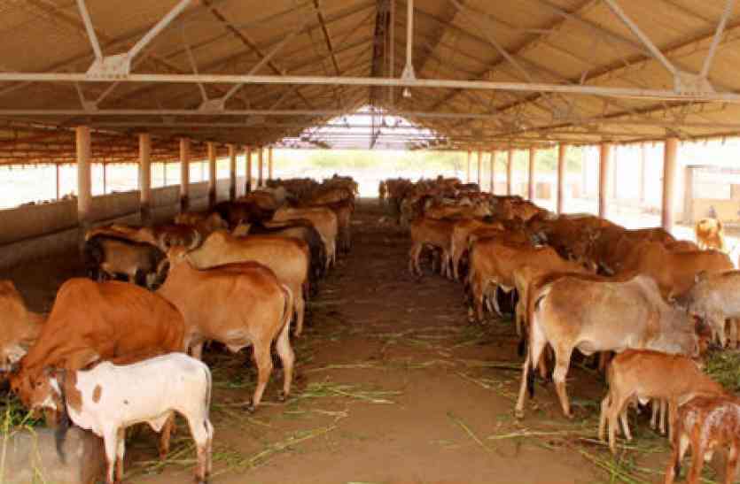 गौ माता 6